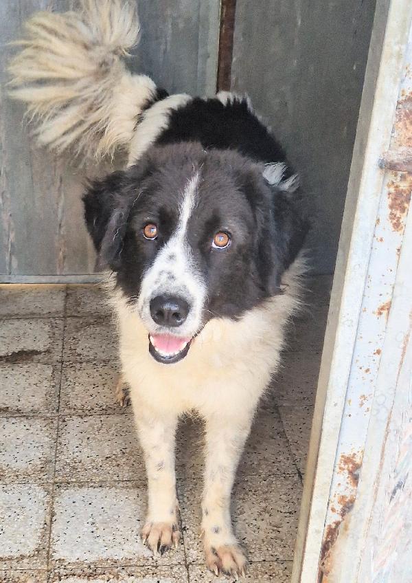 MARGOT,DOPO L'INFERNO,MERITA UNA MERAVIGLIOSA ADOZIONE.ADOTTABILE IN TUTTA ITALIA! Foto 4