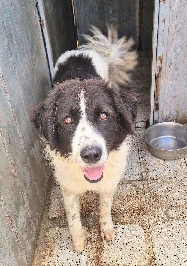 MARGOT,DOPO L'INFERNO,MERITA UNA MERAVIGLIOSA ADOZIONE.ADOTTABILE IN TUTTA ITALIA! Foto 5