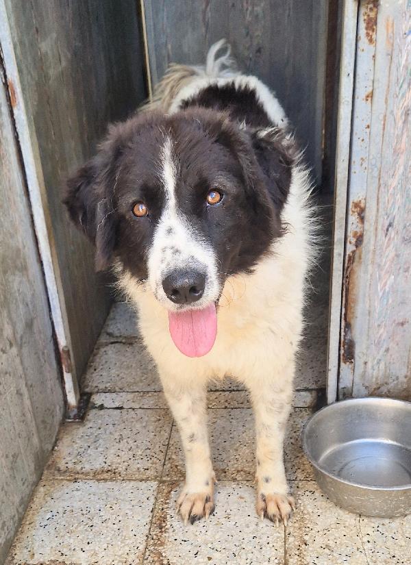 MARGOT,DOPO L'INFERNO,MERITA UNA MERAVIGLIOSA ADOZIONE.ADOTTABILE IN TUTTA ITALIA! Foto 6