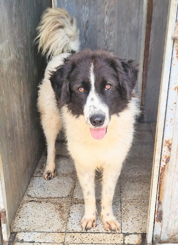 MARGOT,DOPO L'INFERNO,MERITA UNA MERAVIGLIOSA ADOZIONE.ADOTTABILE IN TUTTA ITALIA! Foto 7