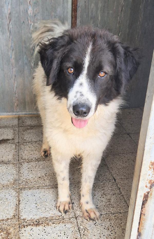 MARGOT,DOPO L'INFERNO,MERITA UNA MERAVIGLIOSA ADOZIONE.ADOTTABILE IN TUTTA ITALIA! Foto 8