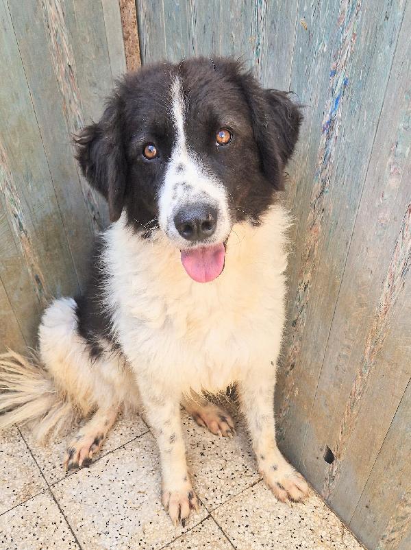 MARGOT,DOPO L'INFERNO,MERITA UNA MERAVIGLIOSA ADOZIONE.ADOTTABILE IN TUTTA ITALIA! Foto 9