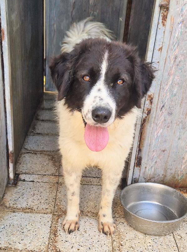 MARGOT,DOPO L'INFERNO,MERITA UNA MERAVIGLIOSA ADOZIONE.ADOTTABILE IN TUTTA ITALIA! Foto 10