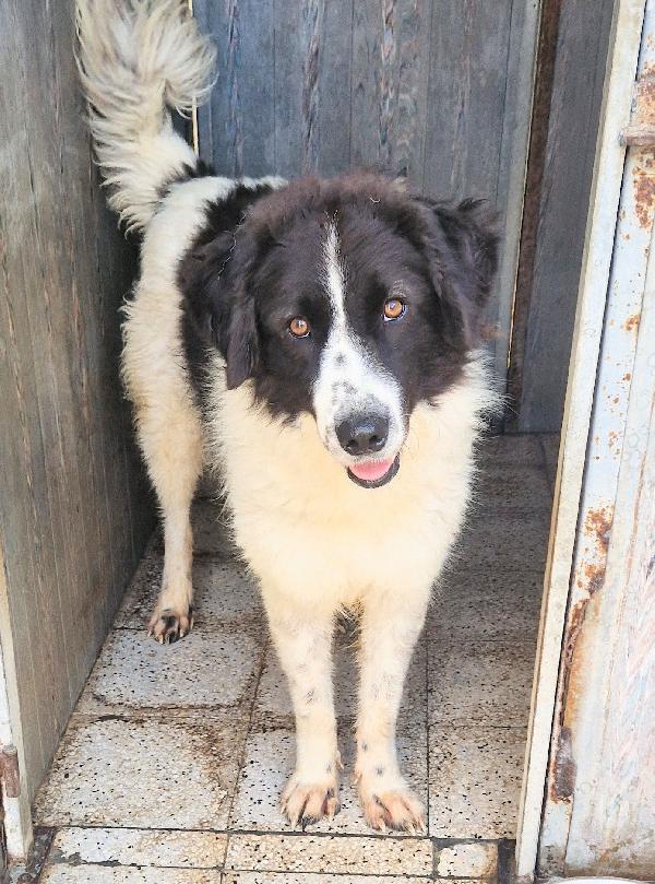 MARGOT,DOPO L'INFERNO,MERITA UNA MERAVIGLIOSA ADOZIONE.ADOTTABILE IN TUTTA ITALIA! Foto 11