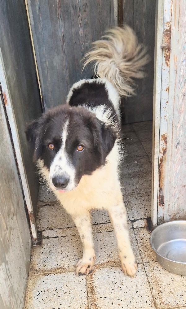 MARGOT,DOPO L'INFERNO,MERITA UNA MERAVIGLIOSA ADOZIONE.ADOTTABILE IN TUTTA ITALIA! Foto 12