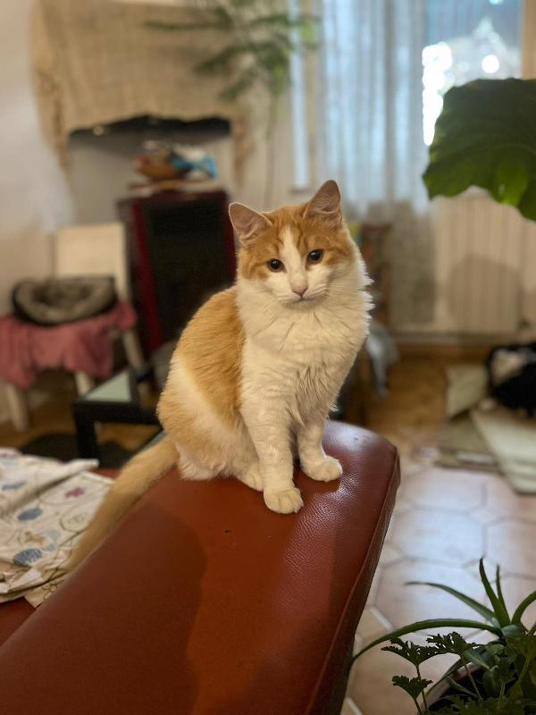 Gigi: Micio Di 6 Mesi Cerca Famiglia