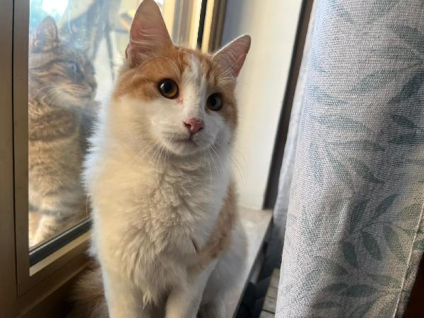 GIGI: MICIO DI 6 MESI CERCA FAMIGLIA Foto 2