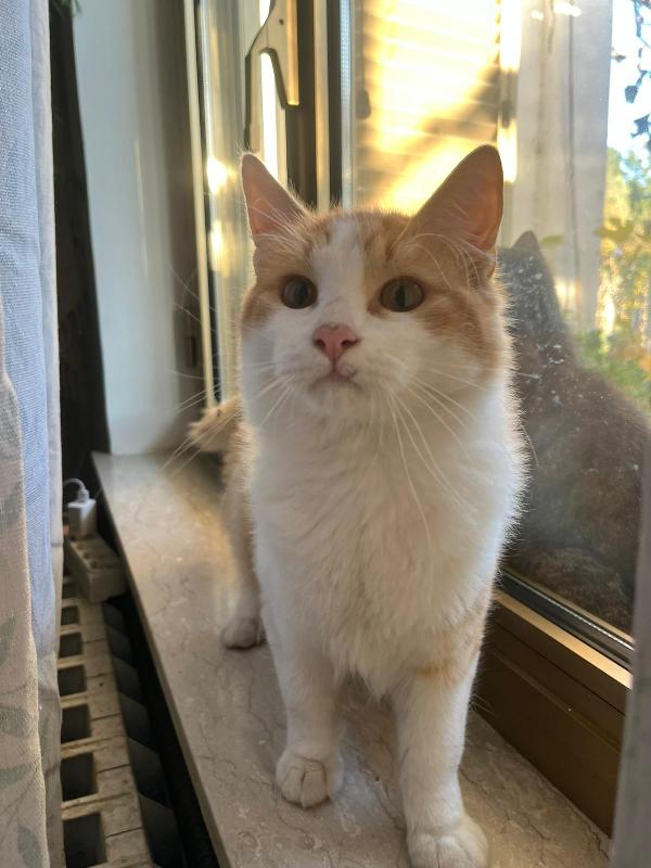 GIGI: MICIO DI 6 MESI CERCA FAMIGLIA Foto 3