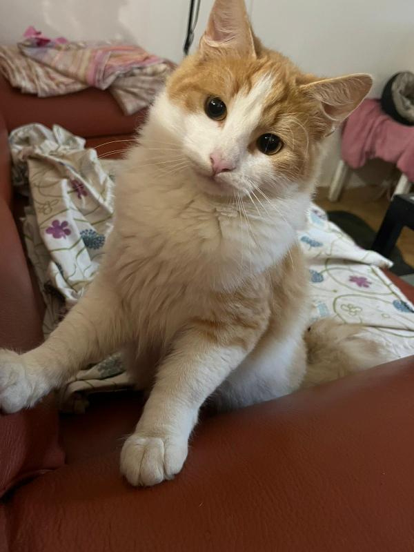 GIGI: MICIO DI 6 MESI CERCA FAMIGLIA Foto 4