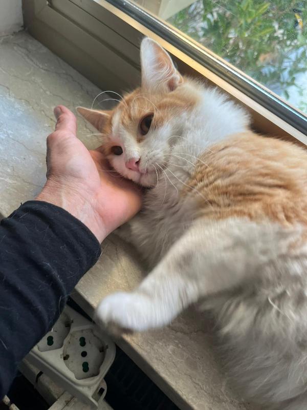 GIGI: MICIO DI 6 MESI CERCA FAMIGLIA Foto 6