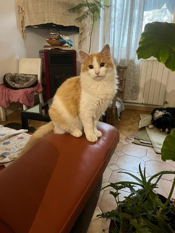 GIGI: MICIO DI 6 MESI CERCA FAMIGLIA Foto 7