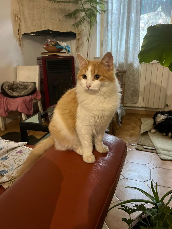 GIGI: MICIO DI 6 MESI CERCA FAMIGLIA Foto 8