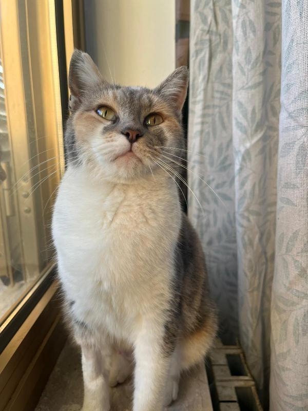 Roberta: Micia Di 1 Anno Cerca Famiglia