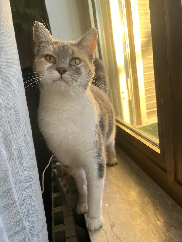 ROBERTA: MICIA DI 1 ANNO CERCA FAMIGLIA Foto 2