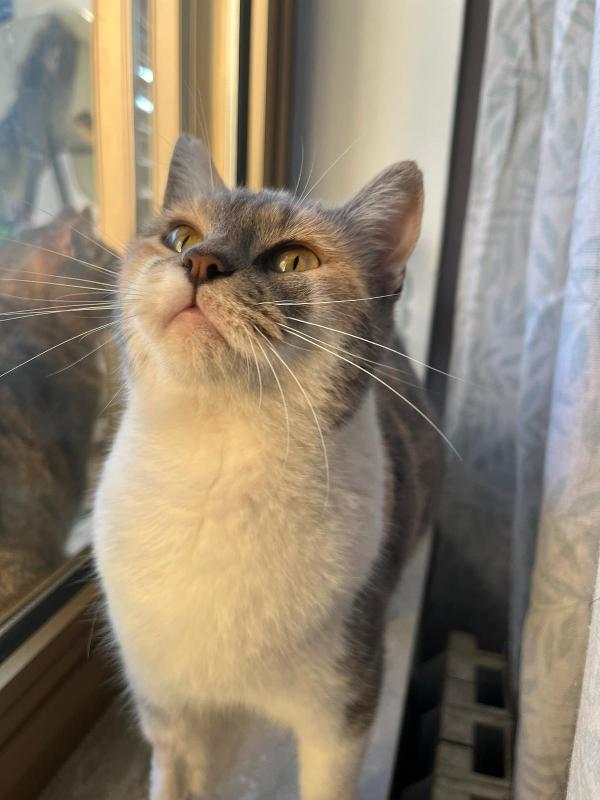 ROBERTA: MICIA DI 1 ANNO CERCA FAMIGLIA Foto 3