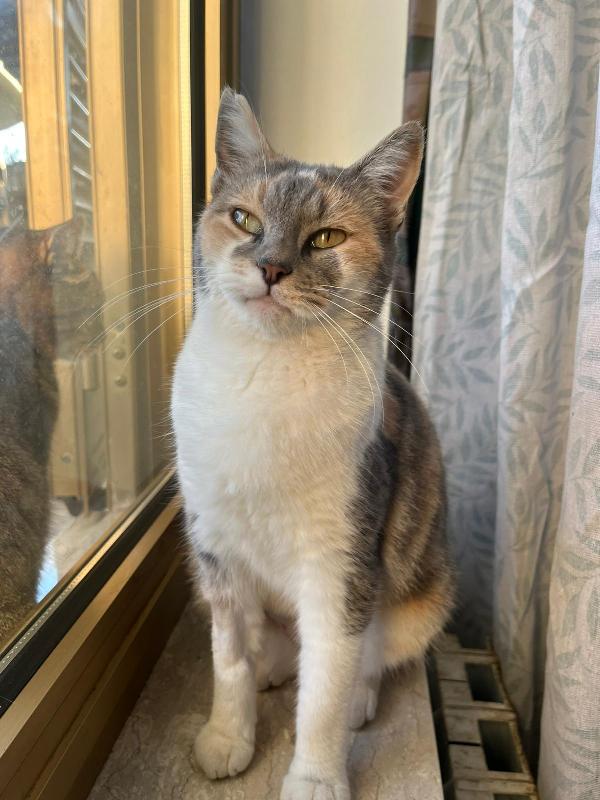 ROBERTA: MICIA DI 1 ANNO CERCA FAMIGLIA Foto 4