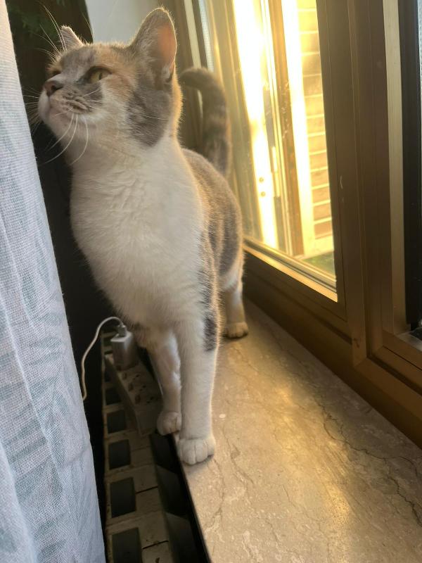 ROBERTA: MICIA DI 1 ANNO CERCA FAMIGLIA Foto 5