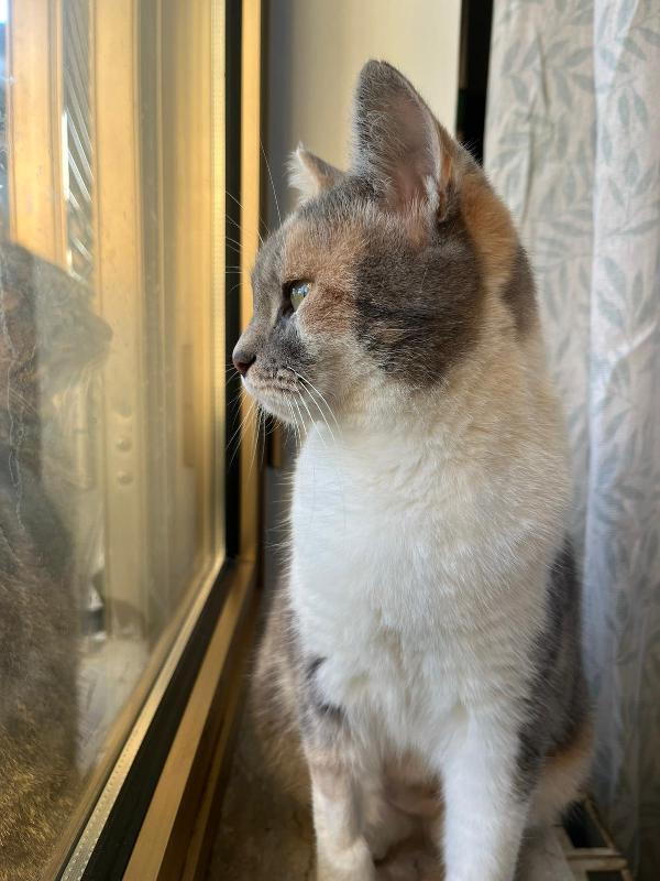 ROBERTA: MICIA DI 1 ANNO CERCA FAMIGLIA Foto 6