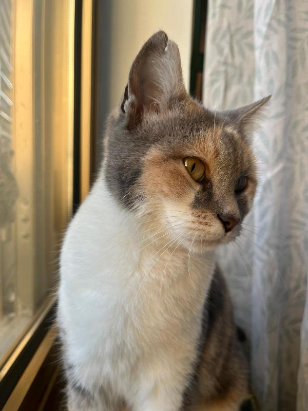 ROBERTA: MICIA DI 1 ANNO CERCA FAMIGLIA Foto 7