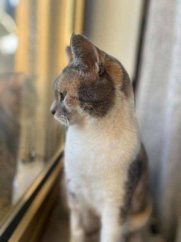 ROBERTA: MICIA DI 1 ANNO CERCA FAMIGLIA Foto 8