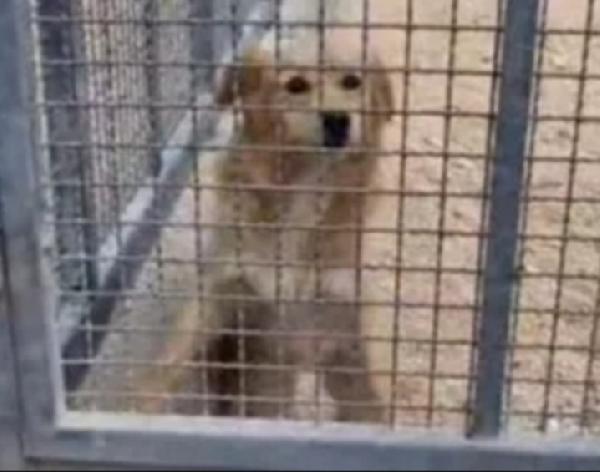 Femmina 3anni conosce solo il canile! TARANTO Foto 2