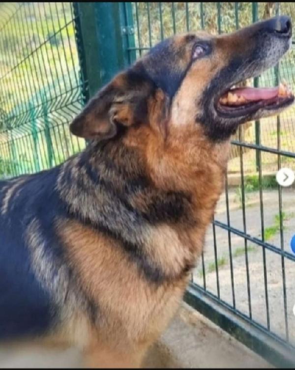 Pastore Tedesco adulto SOPRAVVISSUTO! VARESE Foto 2