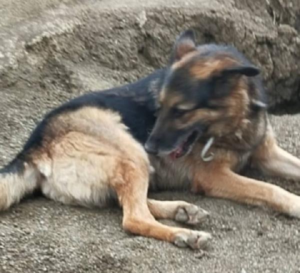 Pastore Tedesco adulto SOPRAVVISSUTO! VARESE Foto 3