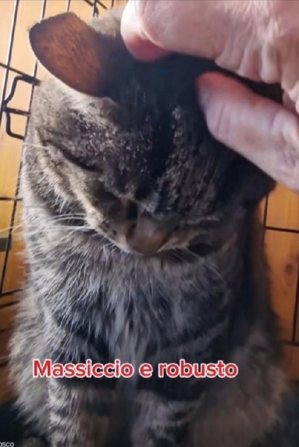 Micio tigrato adulto FIV E FELV + ASINTOMATICO Foto 2