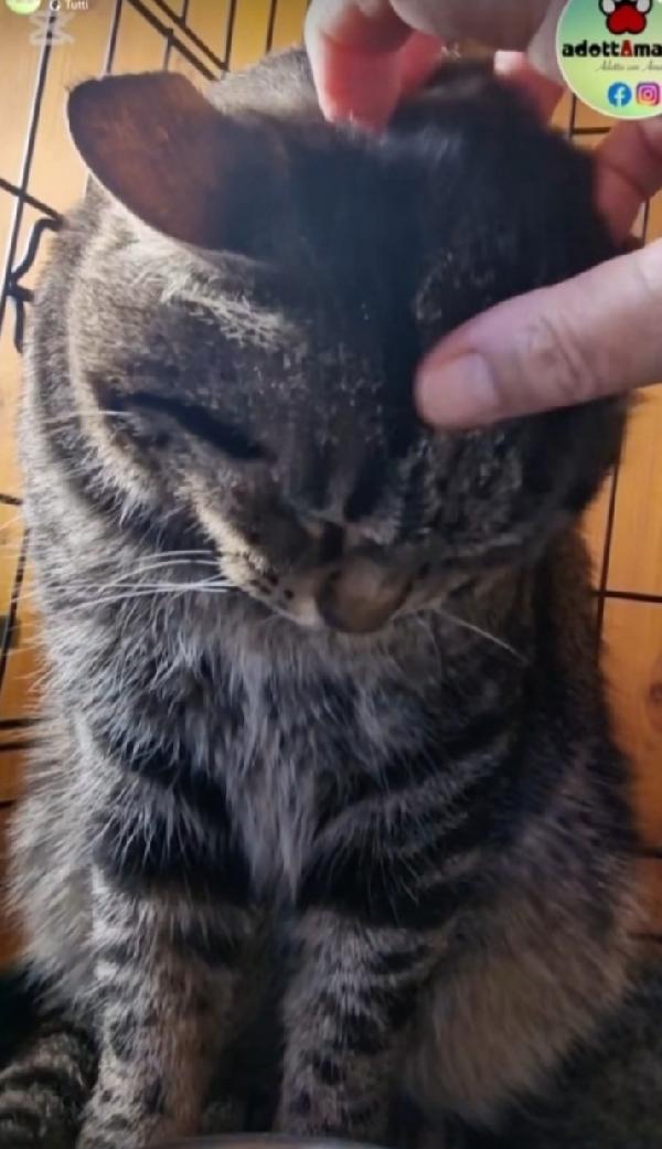 Micio tigrato adulto FIV E FELV + ASINTOMATICO Foto 4