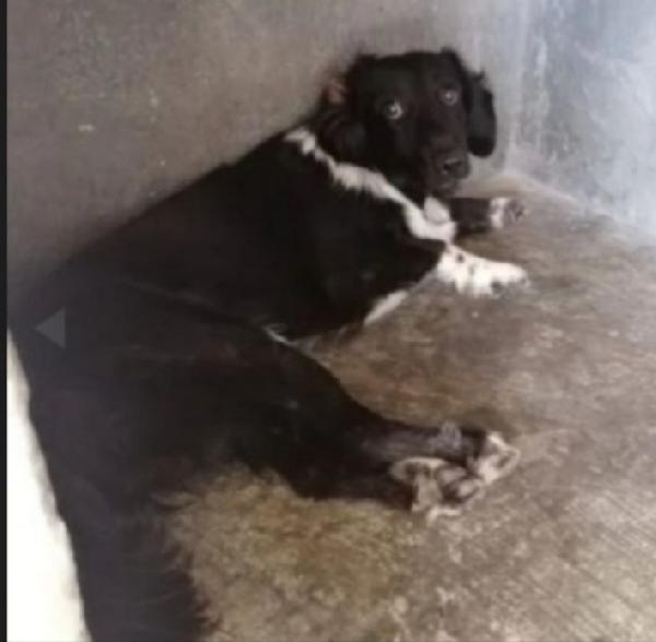 Grisbi 2Anni Da Cucciolo In Box.bari Urge Casa