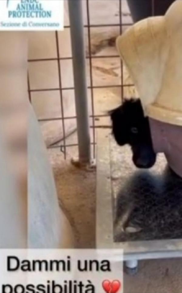 Grisbi 2anni da cucciolo in box.BARI URGE CASA Foto 2