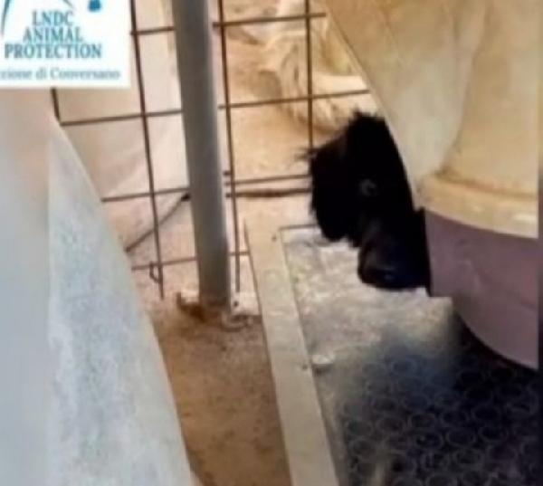 Grisbi 2anni da cucciolo in box.BARI URGE CASA Foto 3