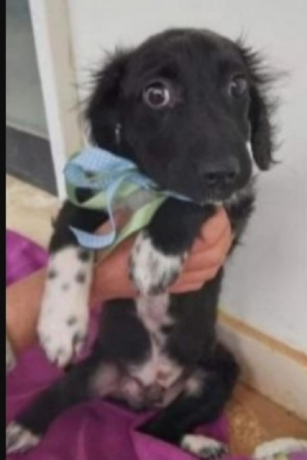 Grisbi 2anni da cucciolo in box.BARI URGE CASA Foto 4