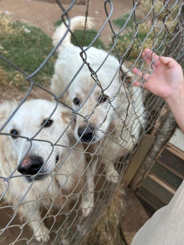 Biancone E Bianca Splendidi Simil Pastore Cercano Casa