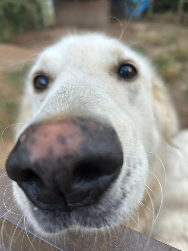 BIANCONE E BIANCA SPLENDIDI SIMIL PASTORE CERCANO CASA Foto 2