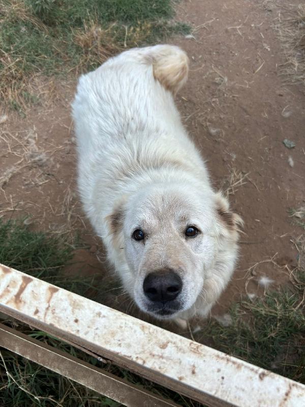 BIANCONE E BIANCA SPLENDIDI SIMIL PASTORE CERCANO CASA Foto 3