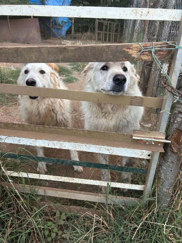 BIANCONE E BIANCA SPLENDIDI SIMIL PASTORE CERCANO CASA Foto 4