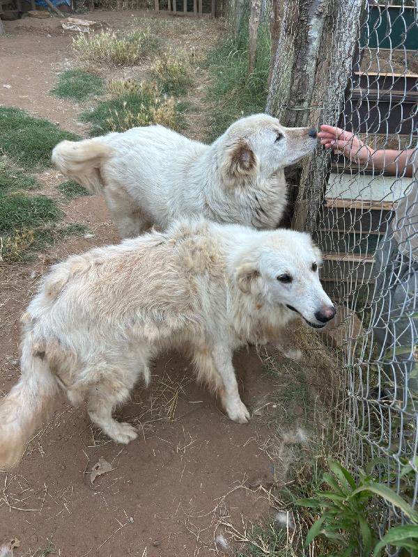 BIANCONE E BIANCA SPLENDIDI SIMIL PASTORE CERCANO CASA Foto 5