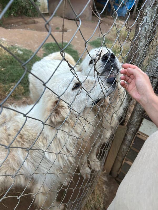 BIANCONE E BIANCA SPLENDIDI SIMIL PASTORE CERCANO CASA Foto 6