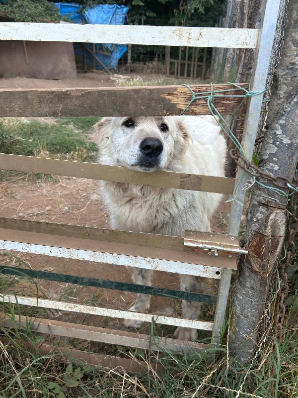 BIANCONE E BIANCA SPLENDIDI SIMIL PASTORE CERCANO CASA Foto 7