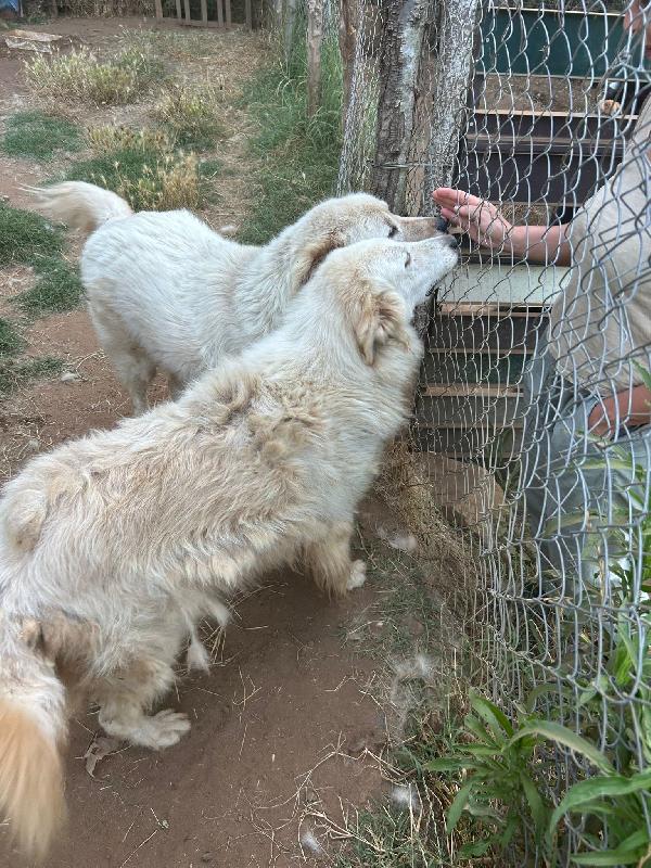 BIANCONE E BIANCA SPLENDIDI SIMIL PASTORE CERCANO CASA Foto 8