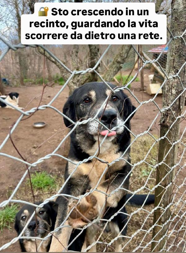 Lillo Splendido Giovanotto Sta Crescendo Dietro Le Sbarre!!!