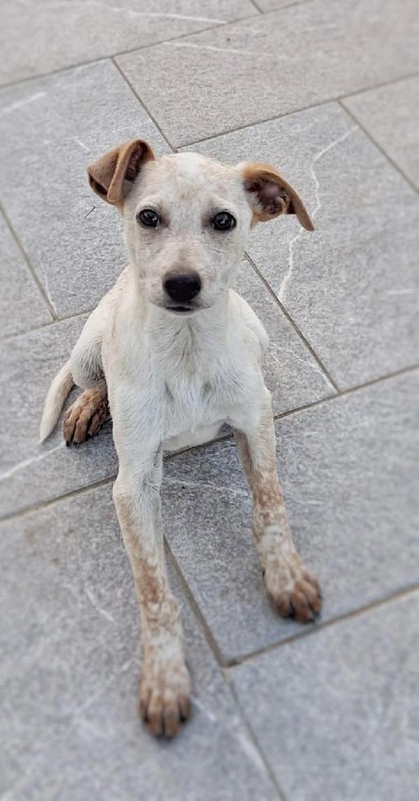 Cucciolo di nome e di fatto  Foto 3