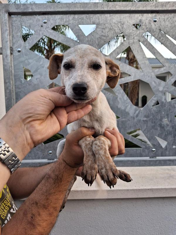 Cucciolo di nome e di fatto  Foto 6
