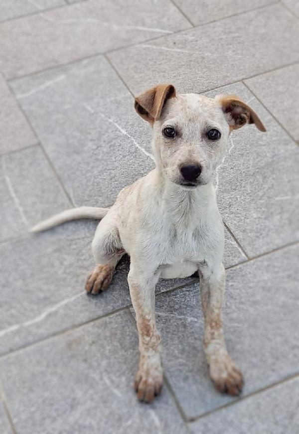 Cucciolo...😍😍😍 Foto 5