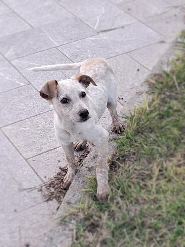 Cucciolo...😍😍😍 Foto 6