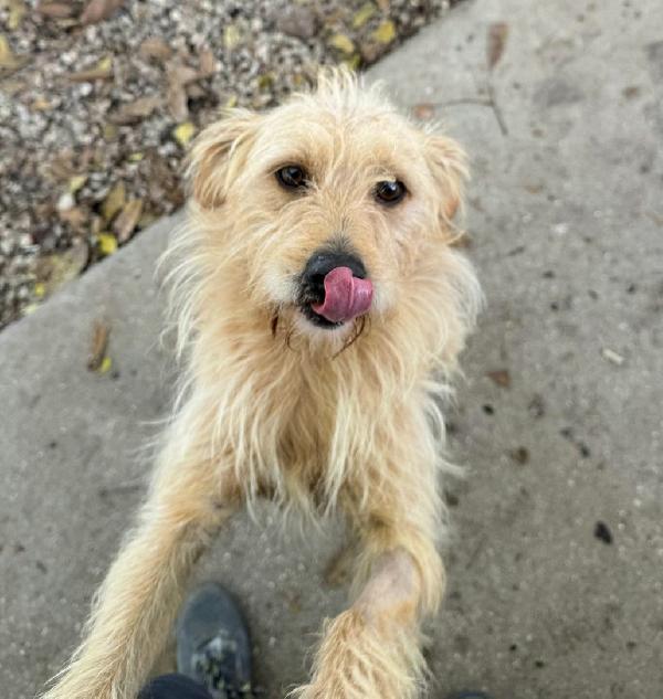 Amleto 2 Anni Taglia Piccola 