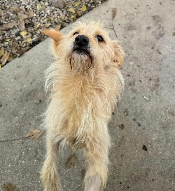 Amleto 2 anni Taglia piccola  Foto 2