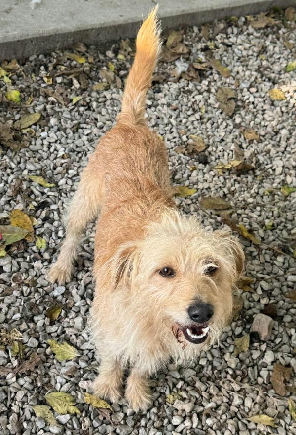 Amleto 2 anni Taglia piccola  Foto 3