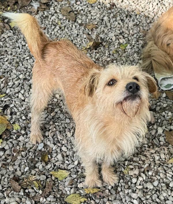 Amleto 2 anni Taglia piccola  Foto 4